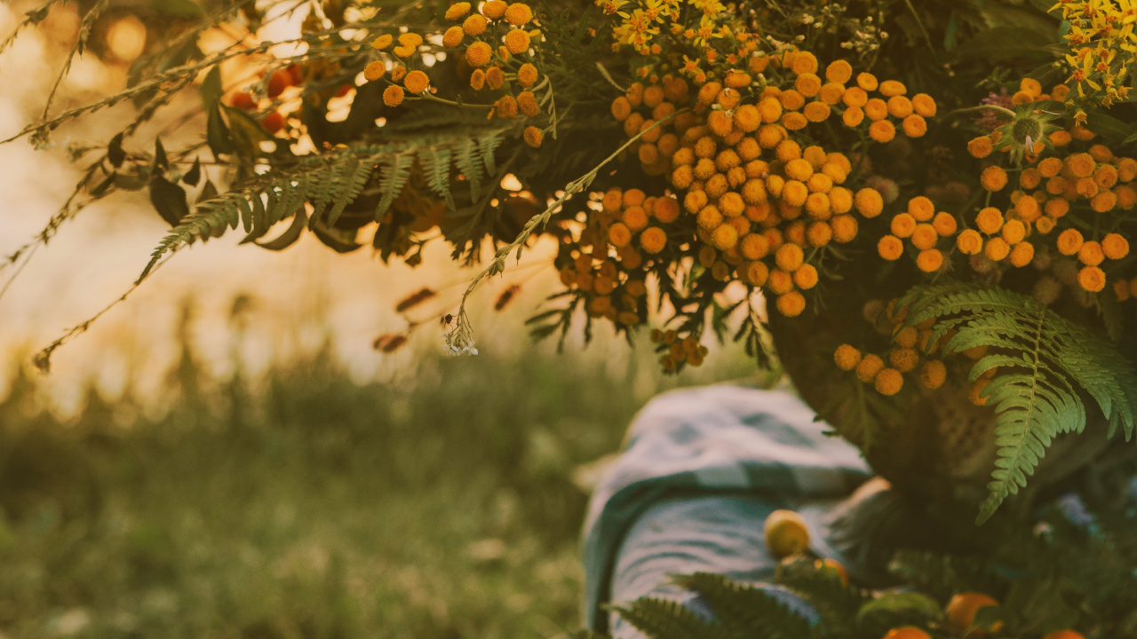 Обои цветок, apple, Люди в природе, лист, осень в разрешении 1280x720