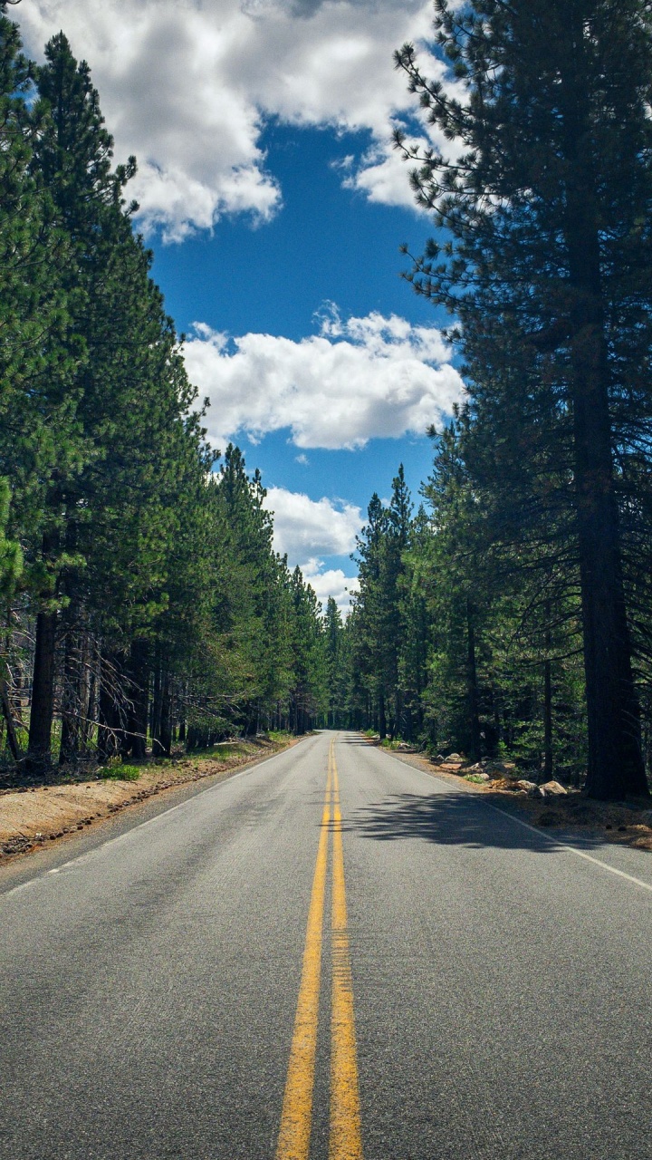 Обои дерево, облако, растение, дневное время, дорожное покрытие в разрешении 720x1280