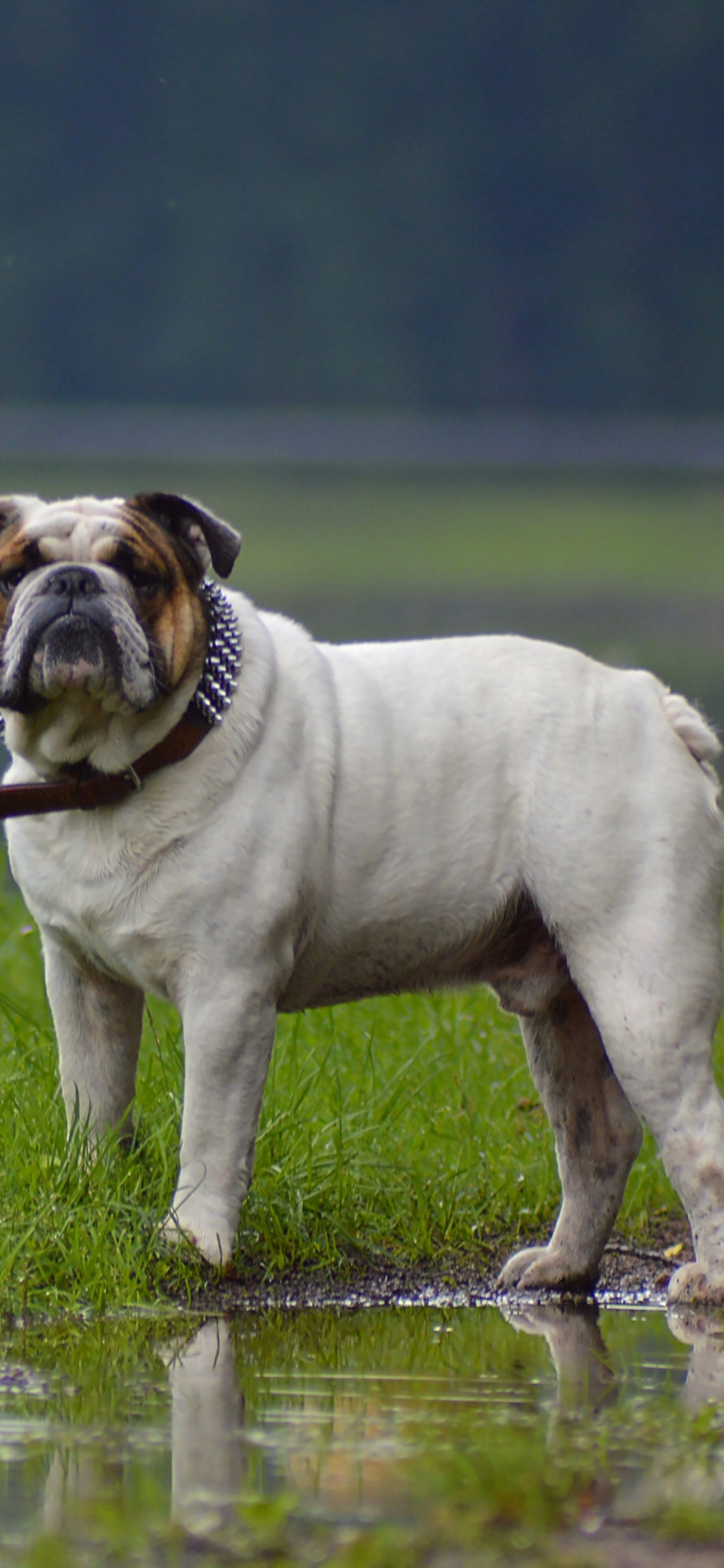 Обои Бульдог, пес, собака породы, Псовые, староанглийский бульдог в разрешении 1125x2436