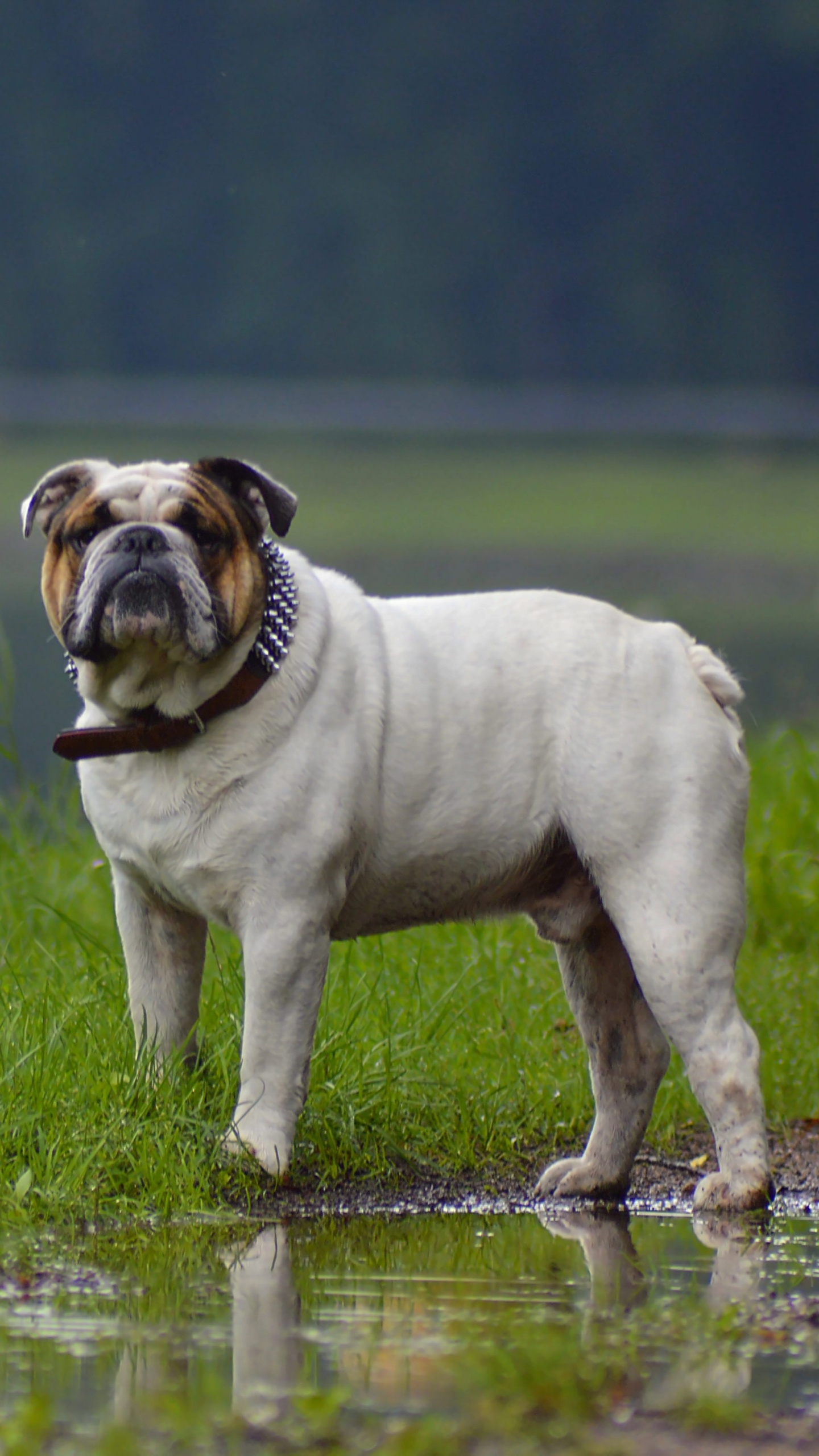 Обои Бульдог, пес, собака породы, Псовые, староанглийский бульдог в разрешении 1440x2560