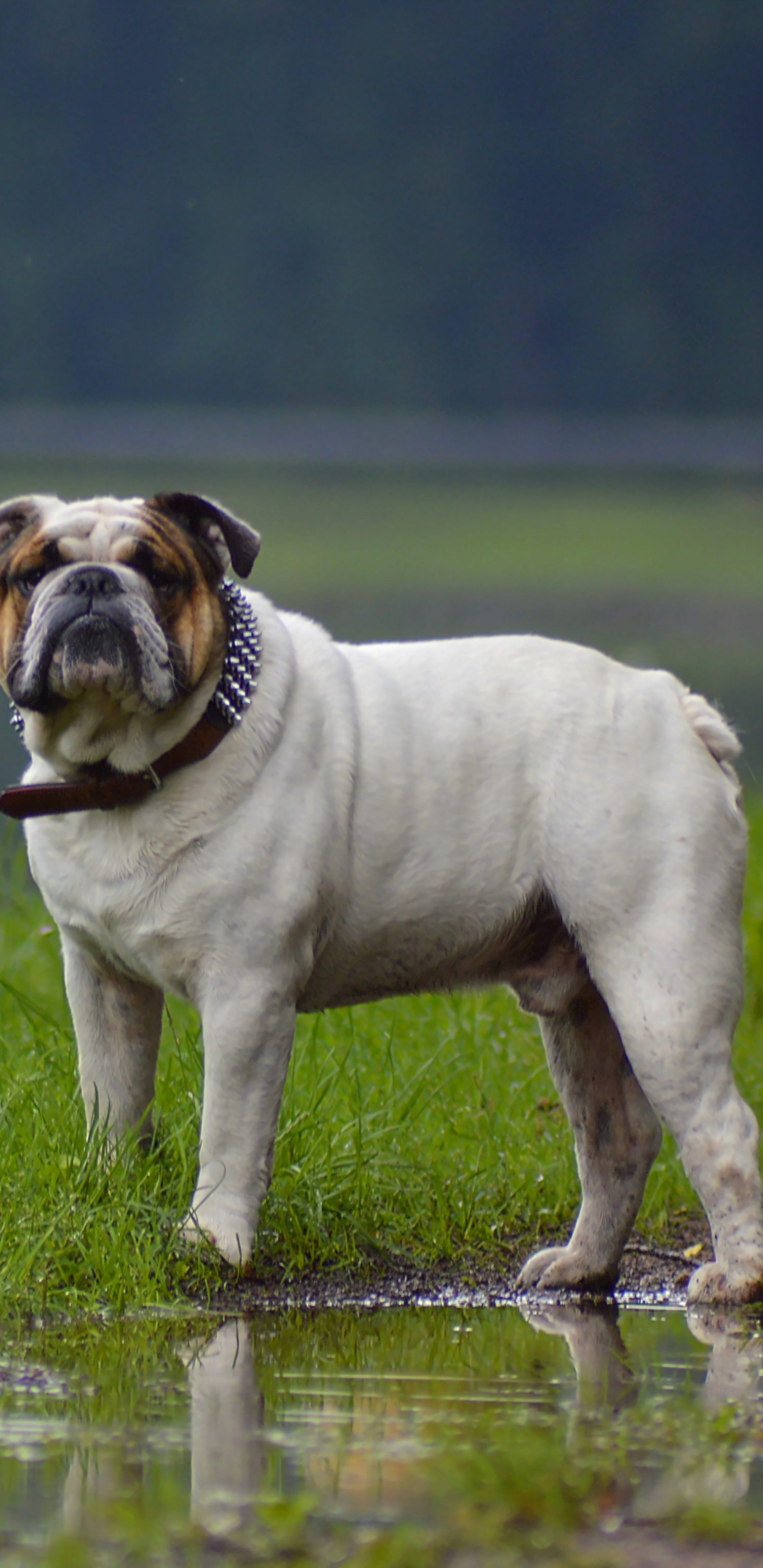 Обои Бульдог, пес, собака породы, Псовые, староанглийский бульдог в разрешении 1440x2960