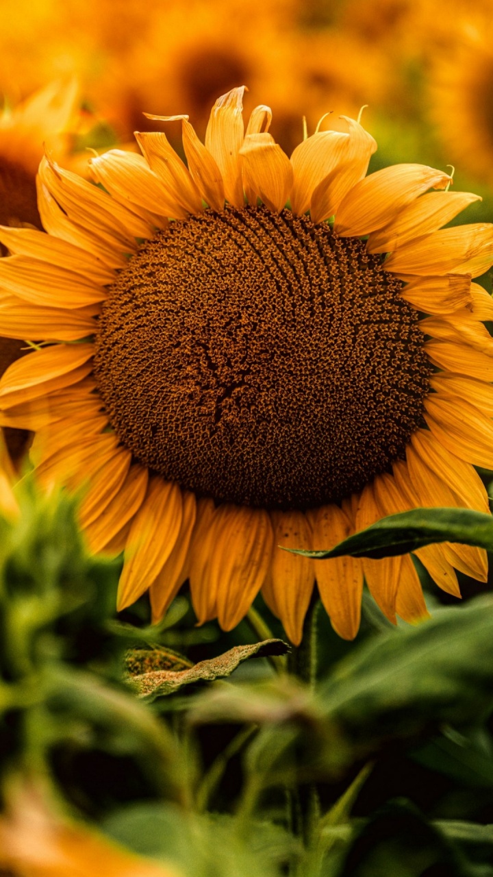 Обои пексель подсолнечника, цветок, растение, лепесток, свет в разрешении 720x1280