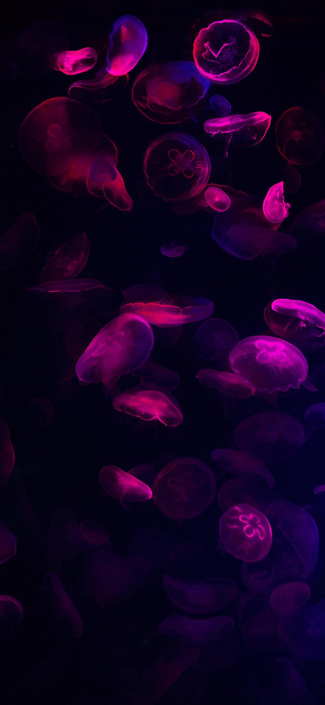 Обои красочность, пурпур, вода, жидкий, Фиолетовый в разрешении 1125x2436