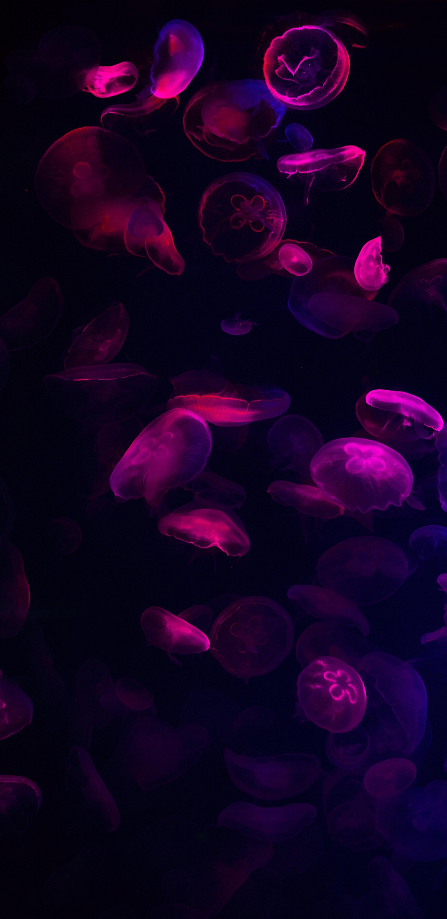 Обои красочность, пурпур, вода, жидкий, Фиолетовый в разрешении 1440x2960