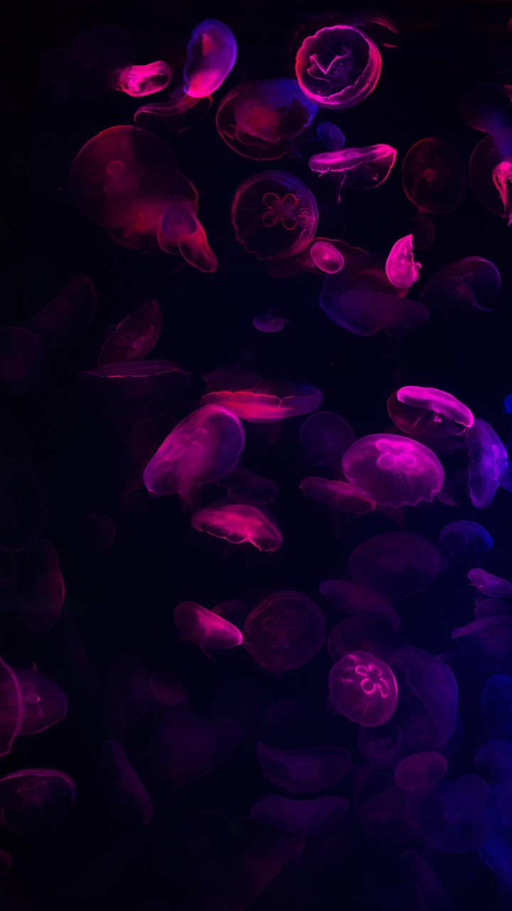 Обои красочность, пурпур, вода, жидкий, Фиолетовый в разрешении 720x1280