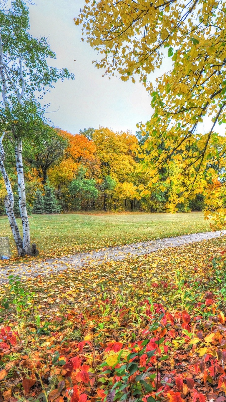 Обои дерево, лист, природа, осень, поле в разрешении 720x1280