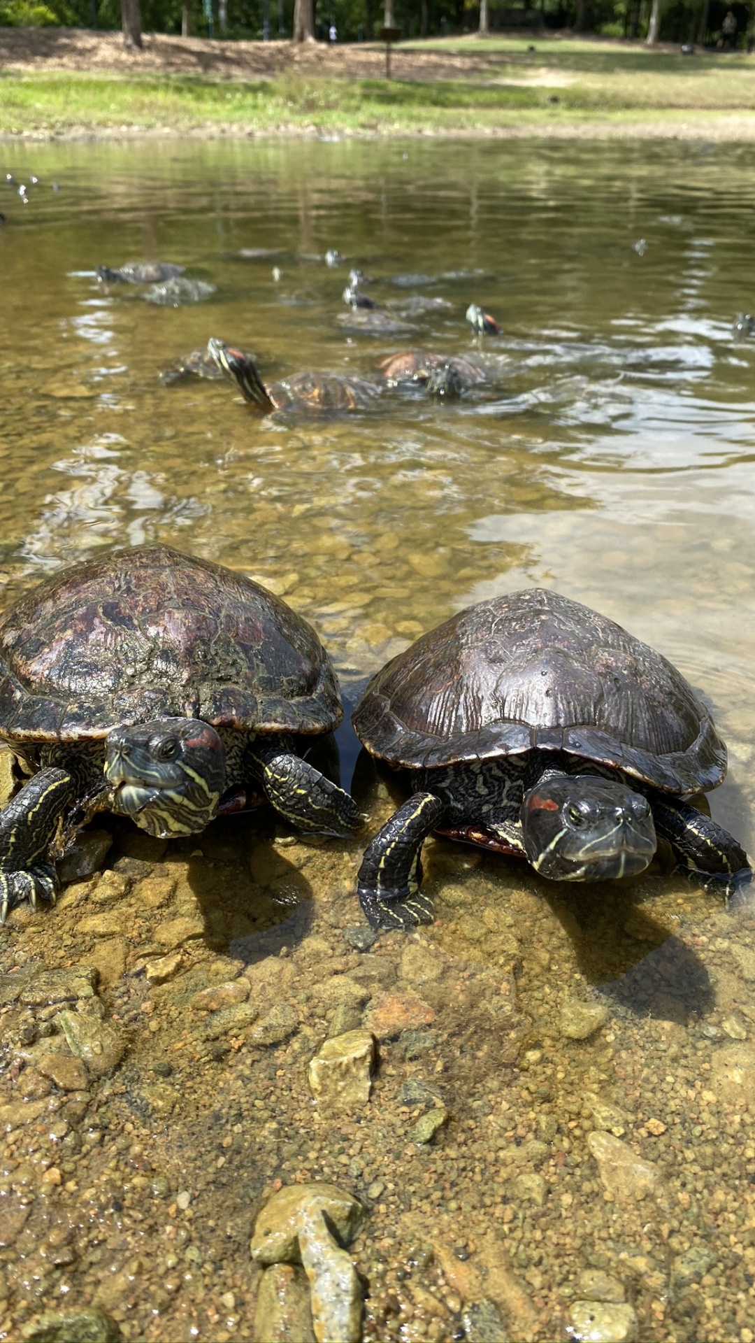 Обои черепаха, каймановая черепаха, вода, пруд черепахи, пресмыкающееся в разрешении 1080x1920