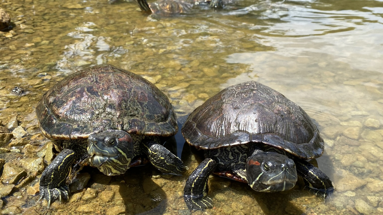 Обои черепаха, каймановая черепаха, вода, пруд черепахи, пресмыкающееся в разрешении 1280x720