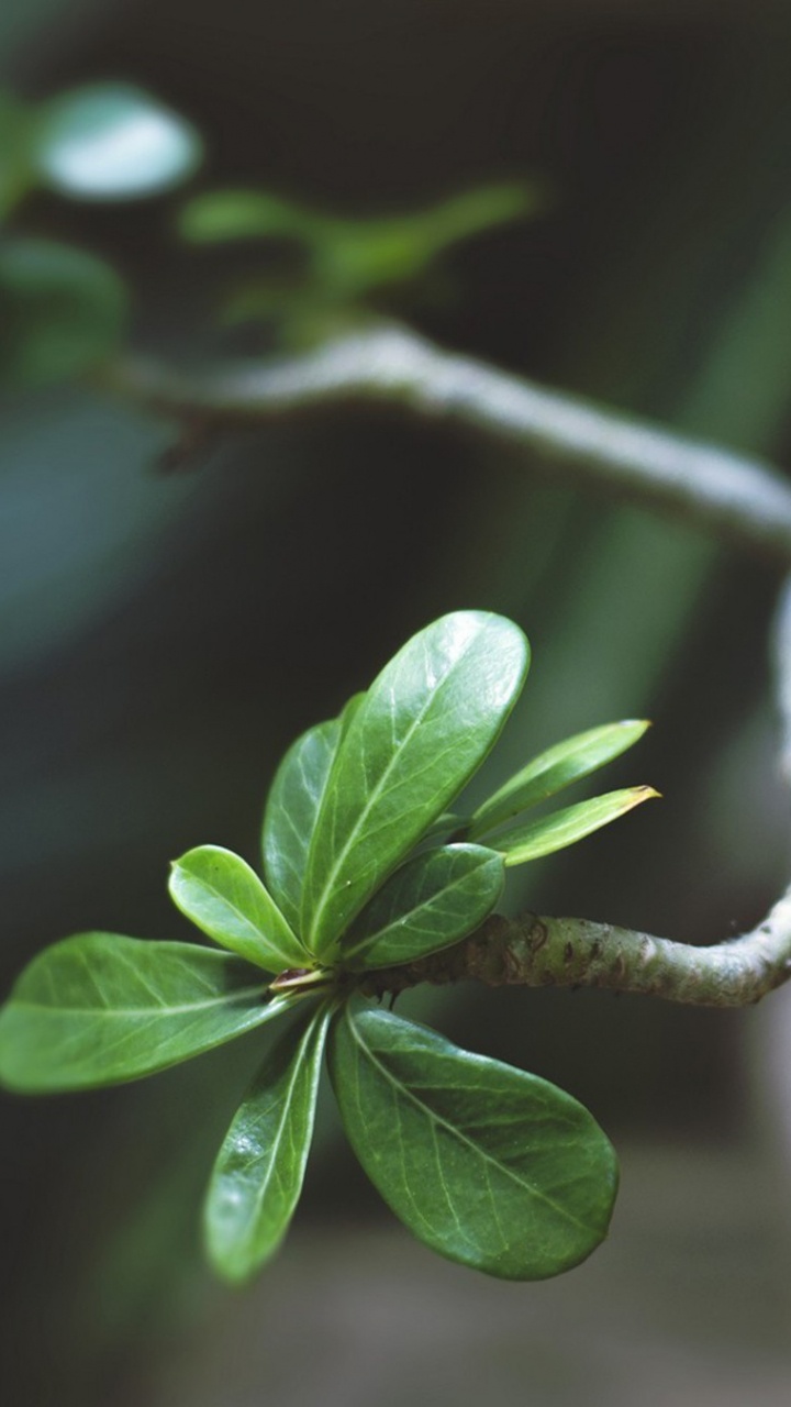 Обои бонсай, дерево, лист, зеленый, растение в разрешении 720x1280