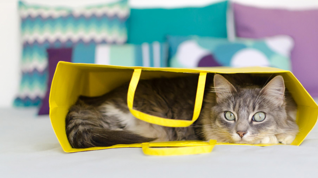 Обои полосатый кот, котенок, желтый, маленькие и средние кошки, кошки малого и среднего размера в разрешении 1280x720