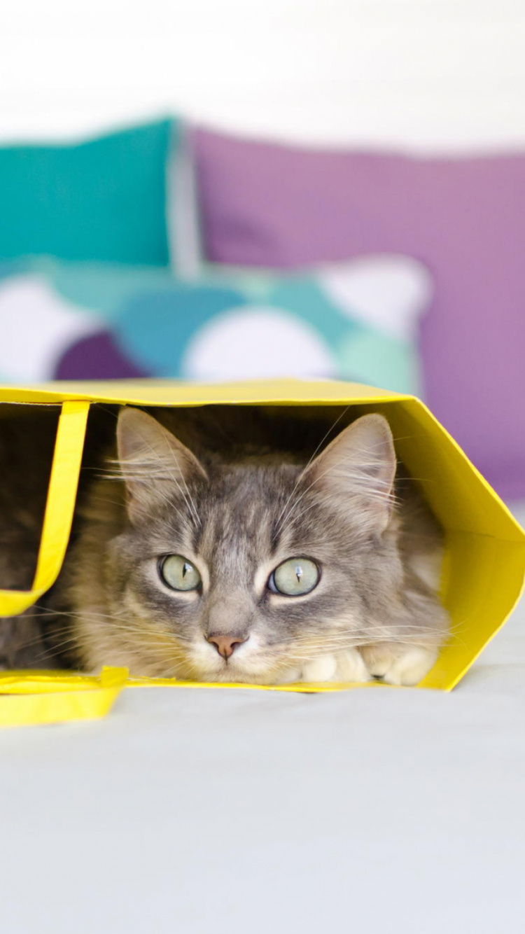 Обои полосатый кот, котенок, желтый, маленькие и средние кошки, кошки малого и среднего размера в разрешении 750x1334