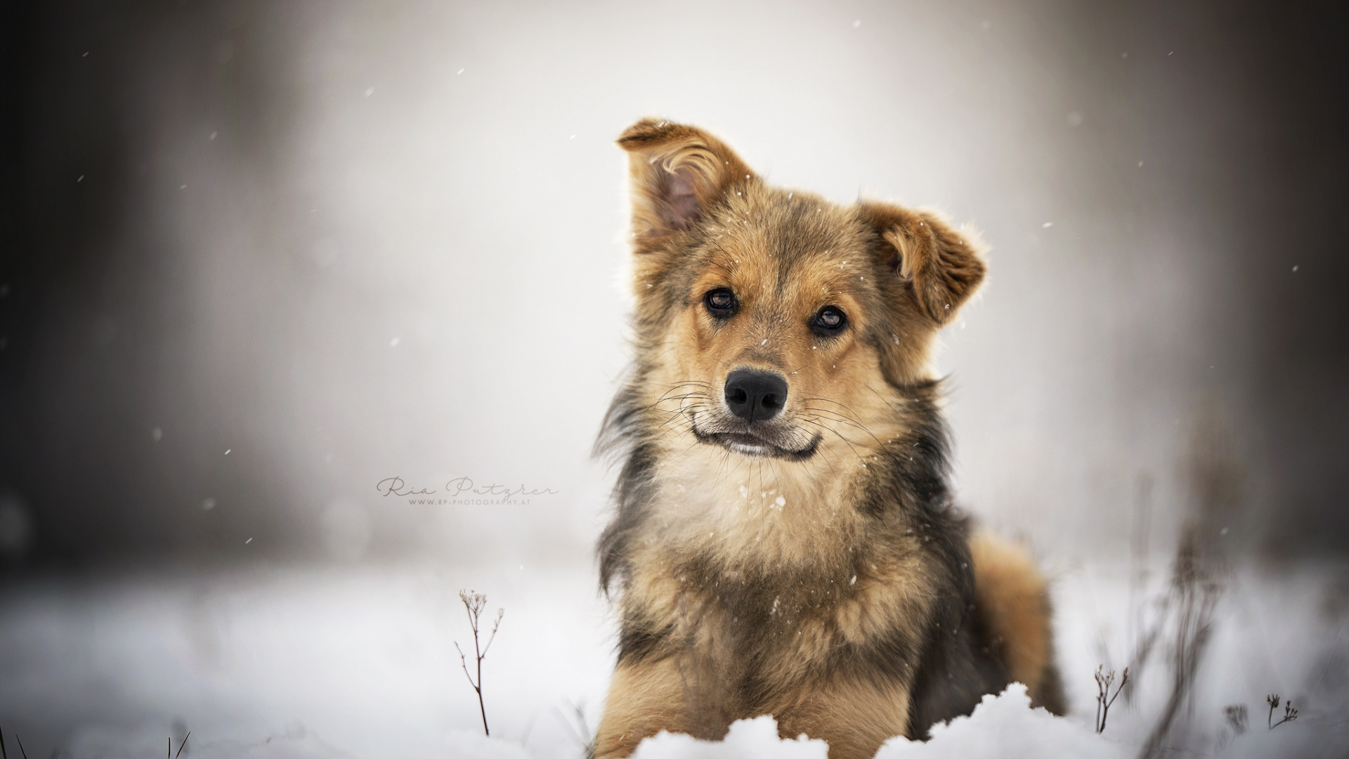 Обои пес, собака породы, морда, живая природа, исландская овчарка в разрешении 1920x1080