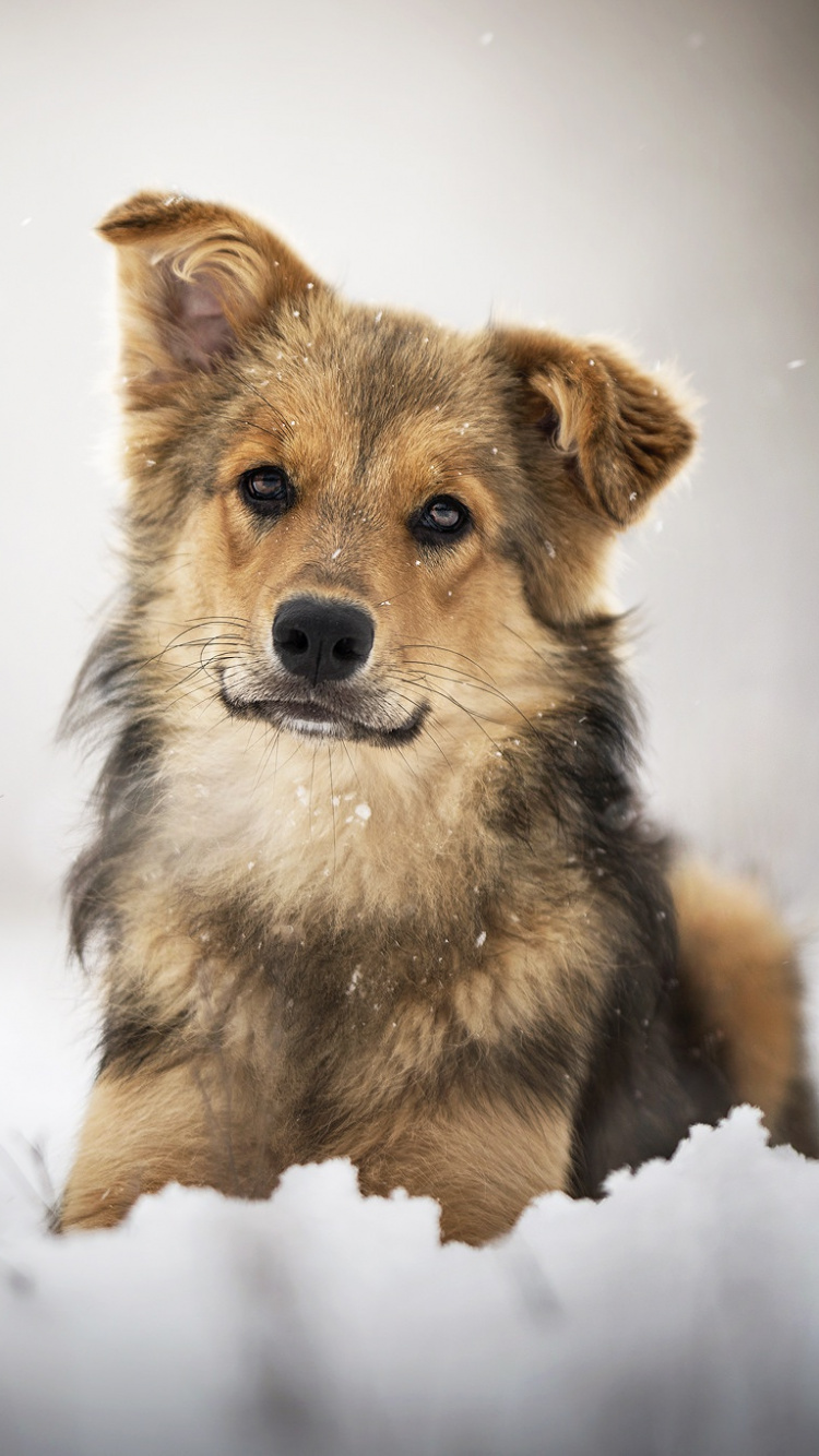 Обои пес, собака породы, морда, живая природа, исландская овчарка в разрешении 750x1334