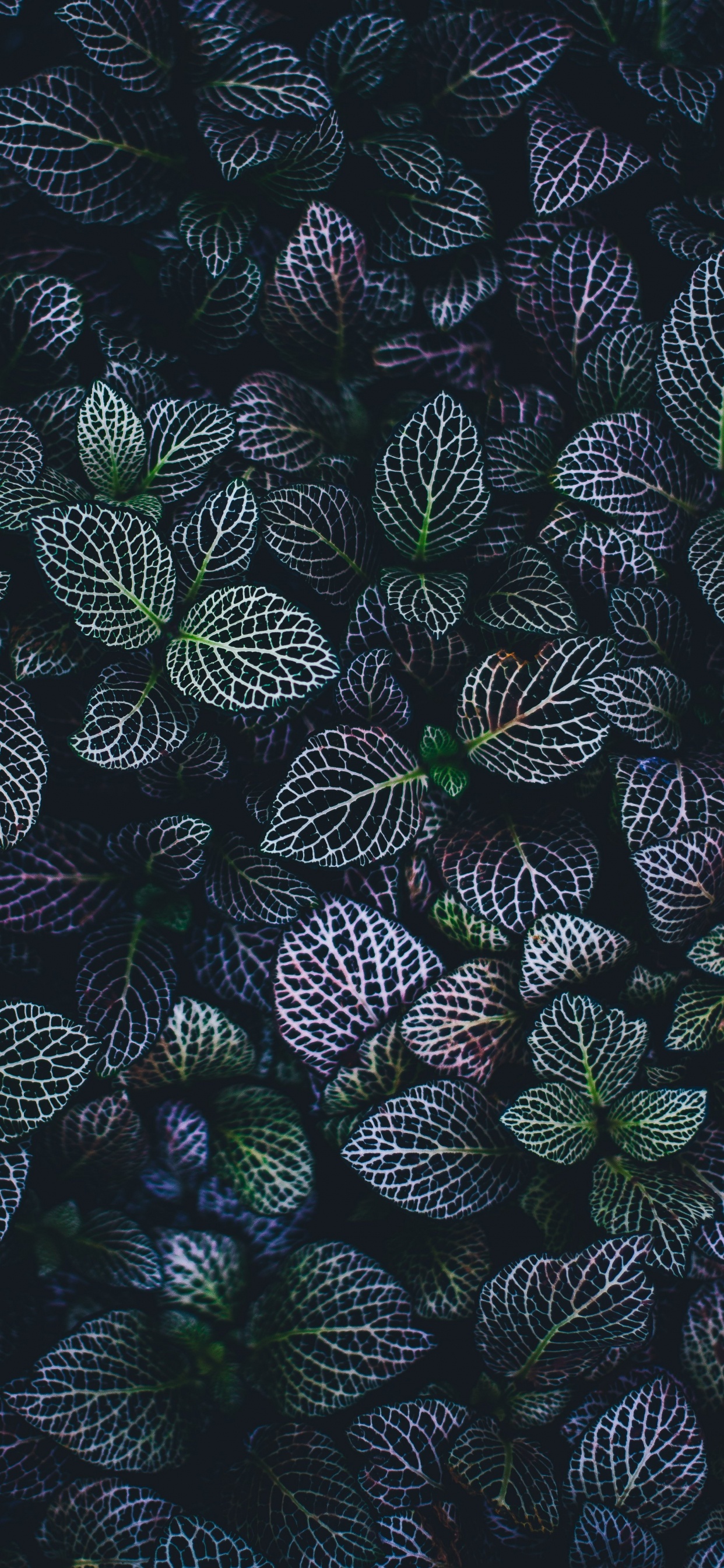 Обои лист, узор, растение, завод, андроид в разрешении 1242x2688