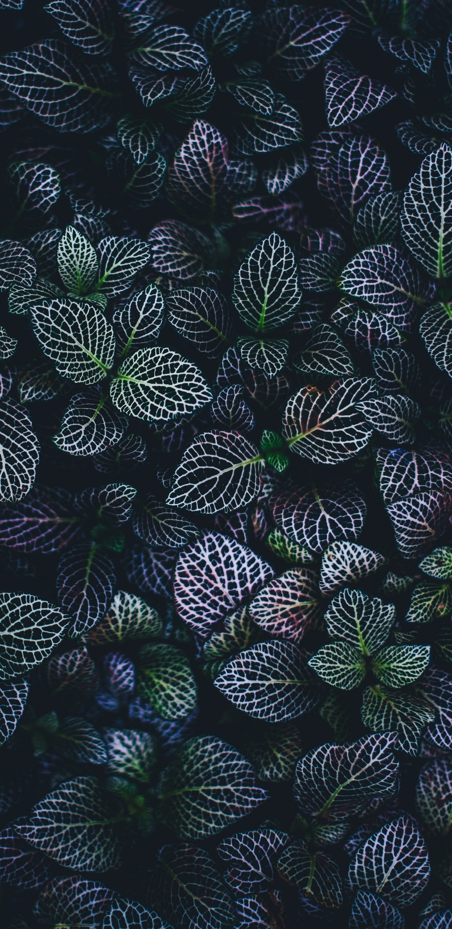 Обои лист, узор, растение, завод, андроид в разрешении 1440x2960