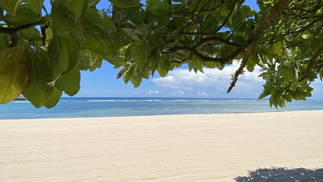 Обои лист, вода, растительность, биом, ветвь в разрешении 1280x720