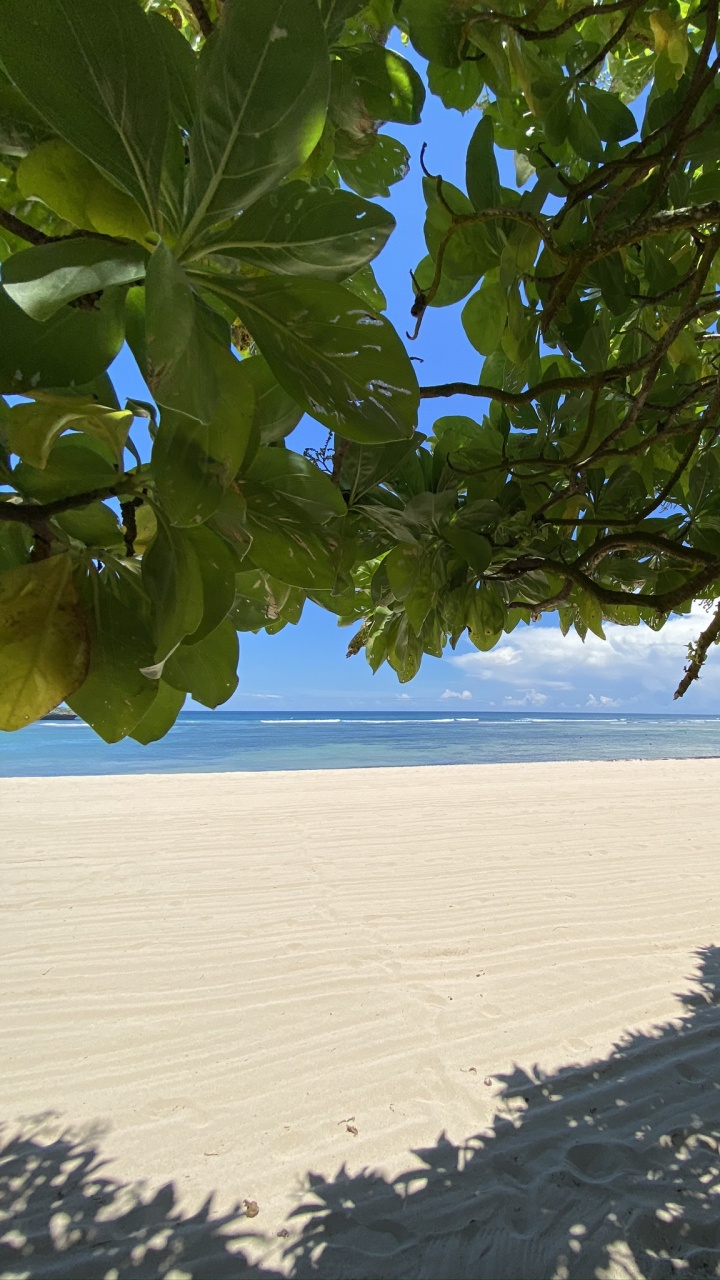 Обои лист, вода, растительность, биом, ветвь в разрешении 720x1280