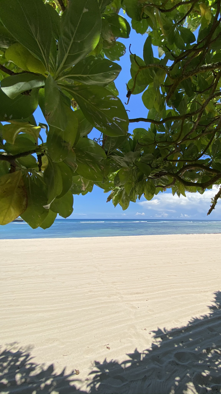 Обои лист, вода, растительность, биом, ветвь в разрешении 750x1334