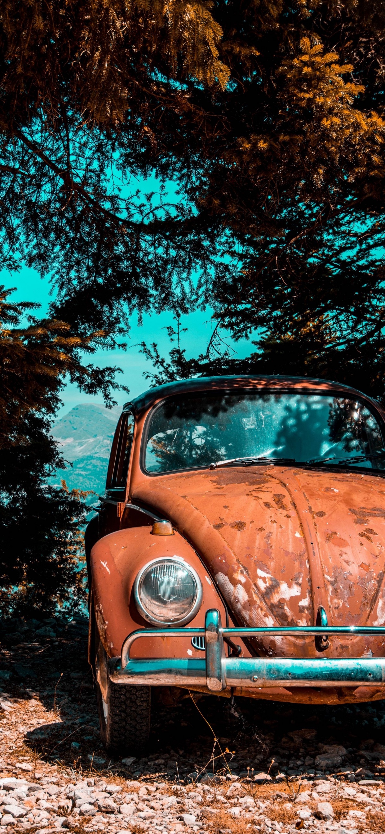 Обои старая машина припаркована под деревом, Фольксваген жук, легковые автомобили, старинная машина, Фольксваген в разрешении 1242x2688