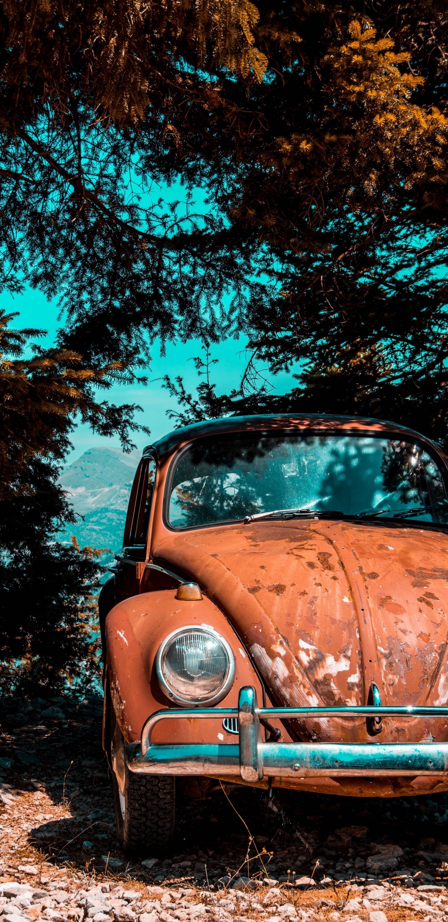 Обои старая машина припаркована под деревом, Фольксваген жук, легковые автомобили, старинная машина, Фольксваген в разрешении 1440x2960