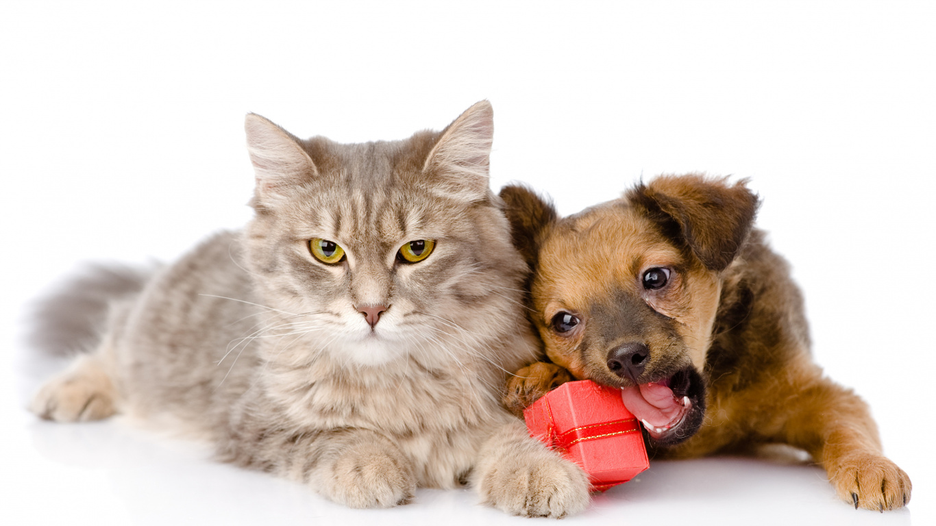 Обои пес, кот, щенок, котенок, животное в разрешении 1366x768