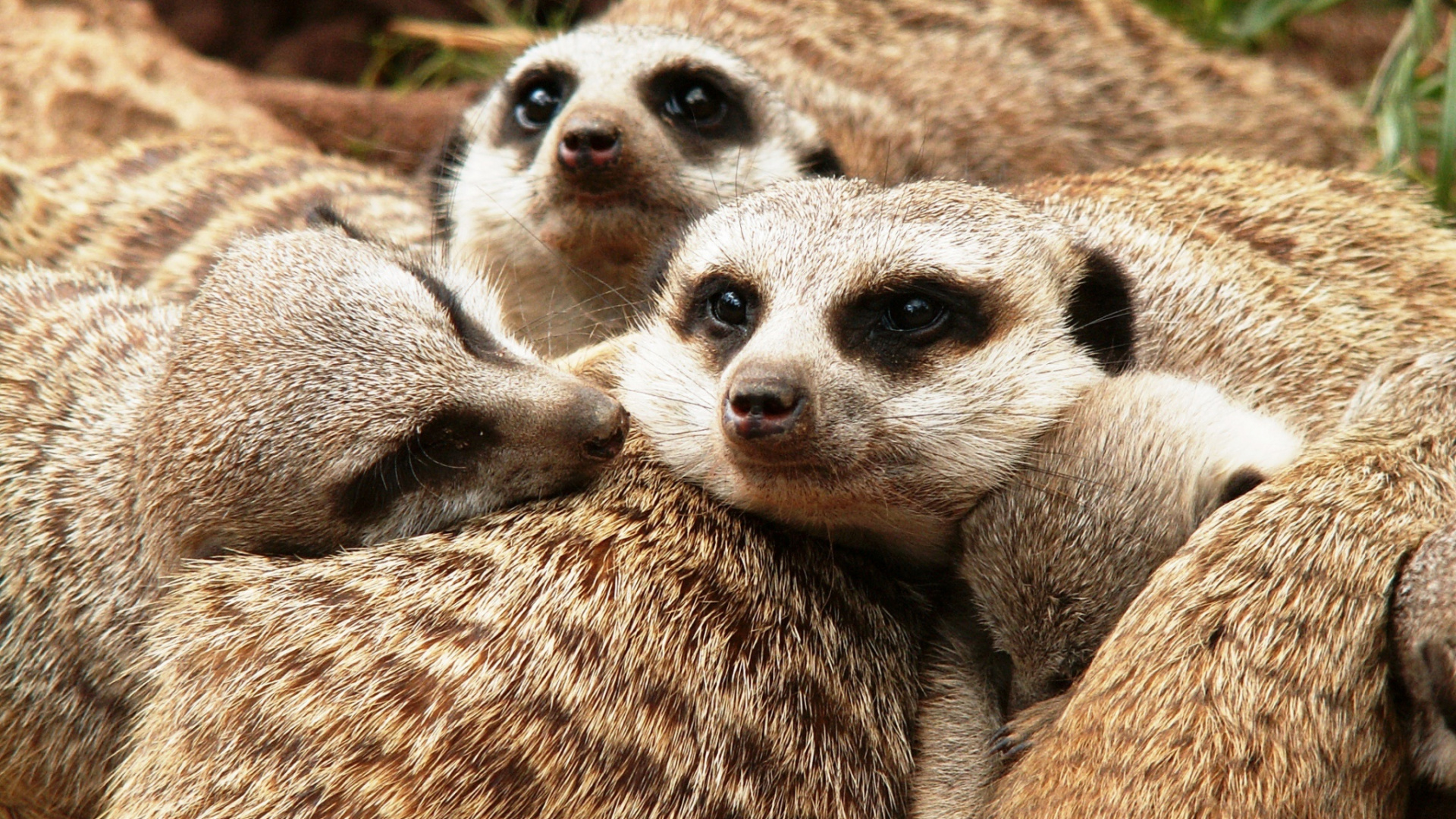Обои суриката, мангуста, наземные животные, живая природа, морда в разрешении 1920x1080