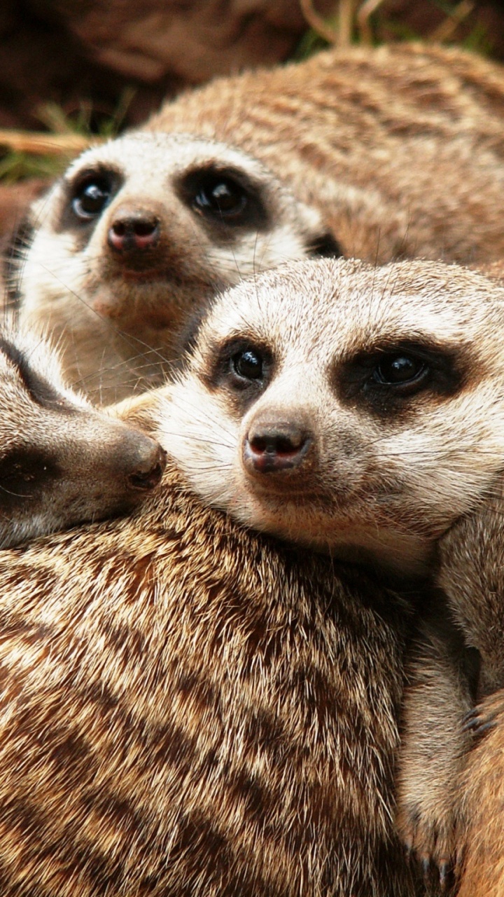Обои суриката, мангуста, наземные животные, живая природа, морда в разрешении 720x1280