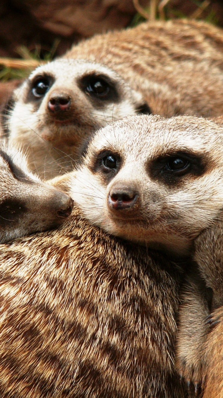 Обои суриката, мангуста, наземные животные, живая природа, морда в разрешении 750x1334