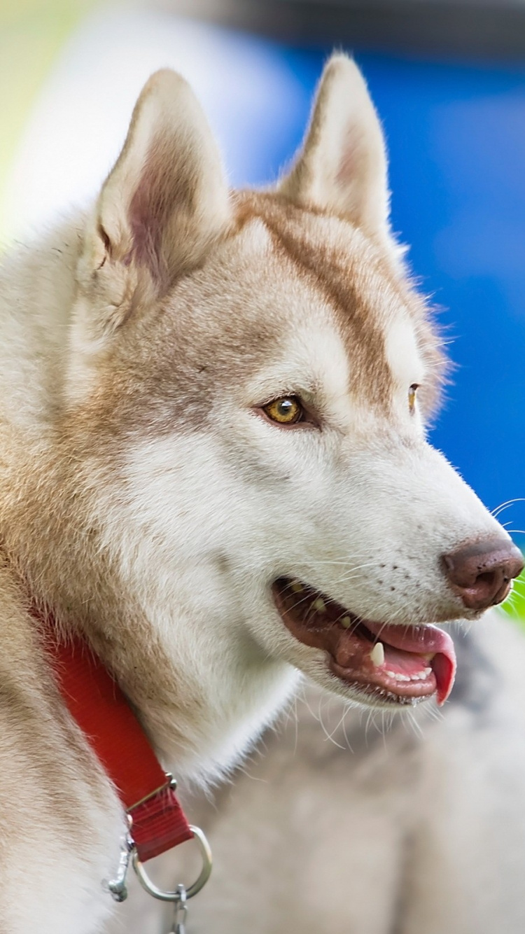 Обои Себирская Хаски, щенок, пес, собака породы, волчьей собаки сарлоса в разрешении 750x1334