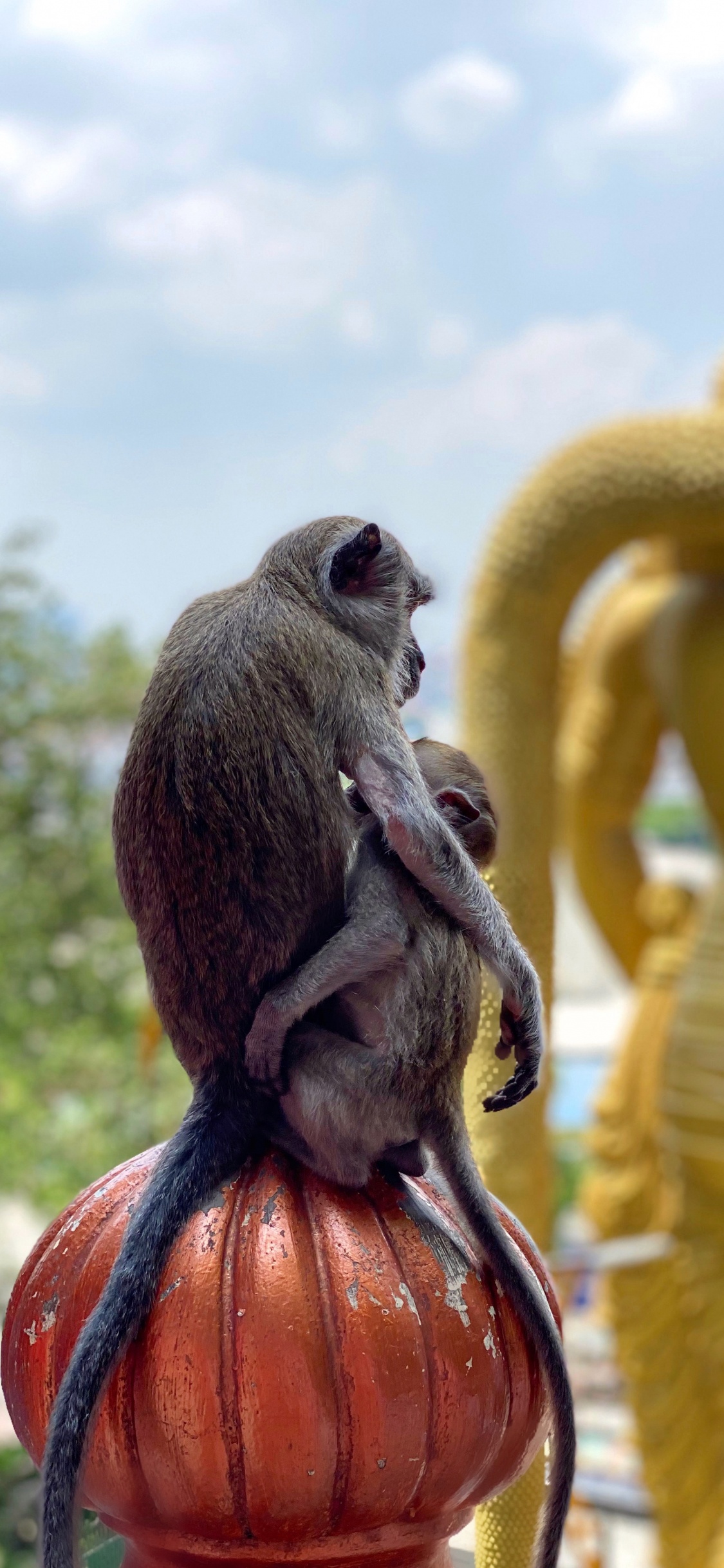 Обои храм, Старый мир обезьян, наука, биология, дневное время в разрешении 1125x2436