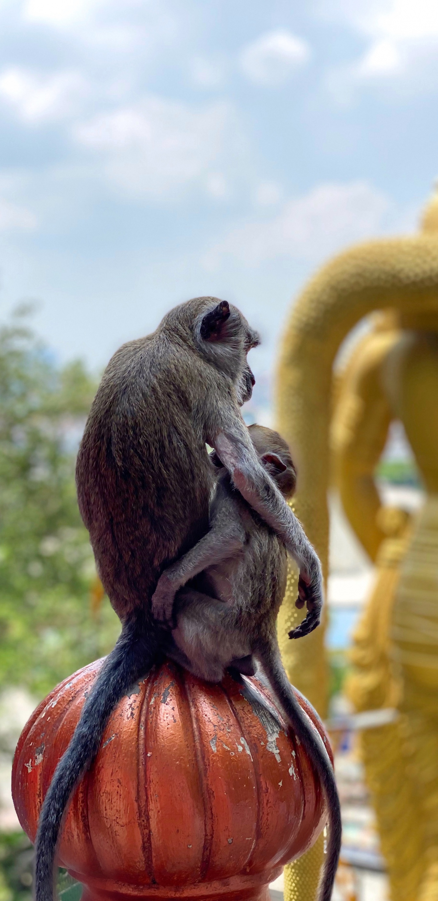 Обои храм, Старый мир обезьян, наука, биология, дневное время в разрешении 1440x2960