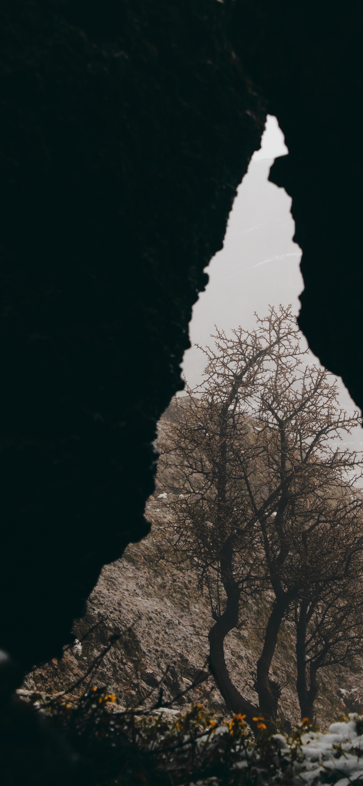 Обои рок, черный, ветвь, М-дерево, облако в разрешении 1242x2688