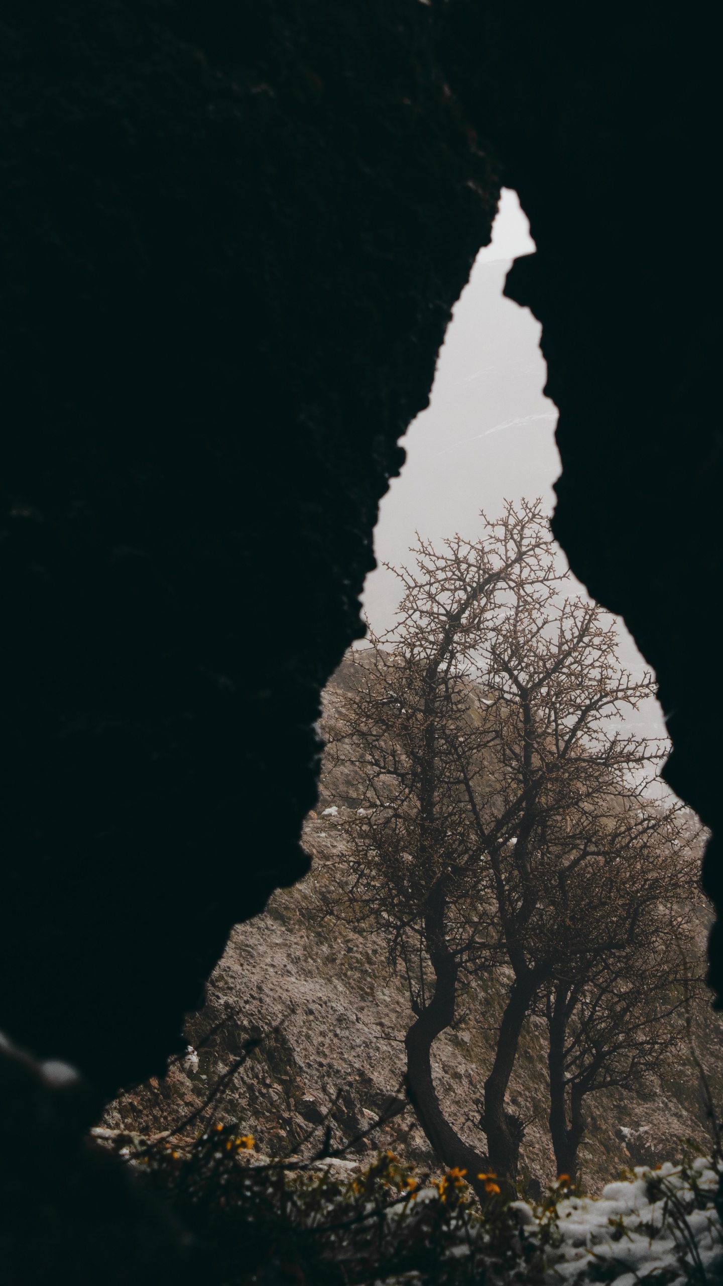 Обои рок, черный, ветвь, М-дерево, облако в разрешении 1440x2560