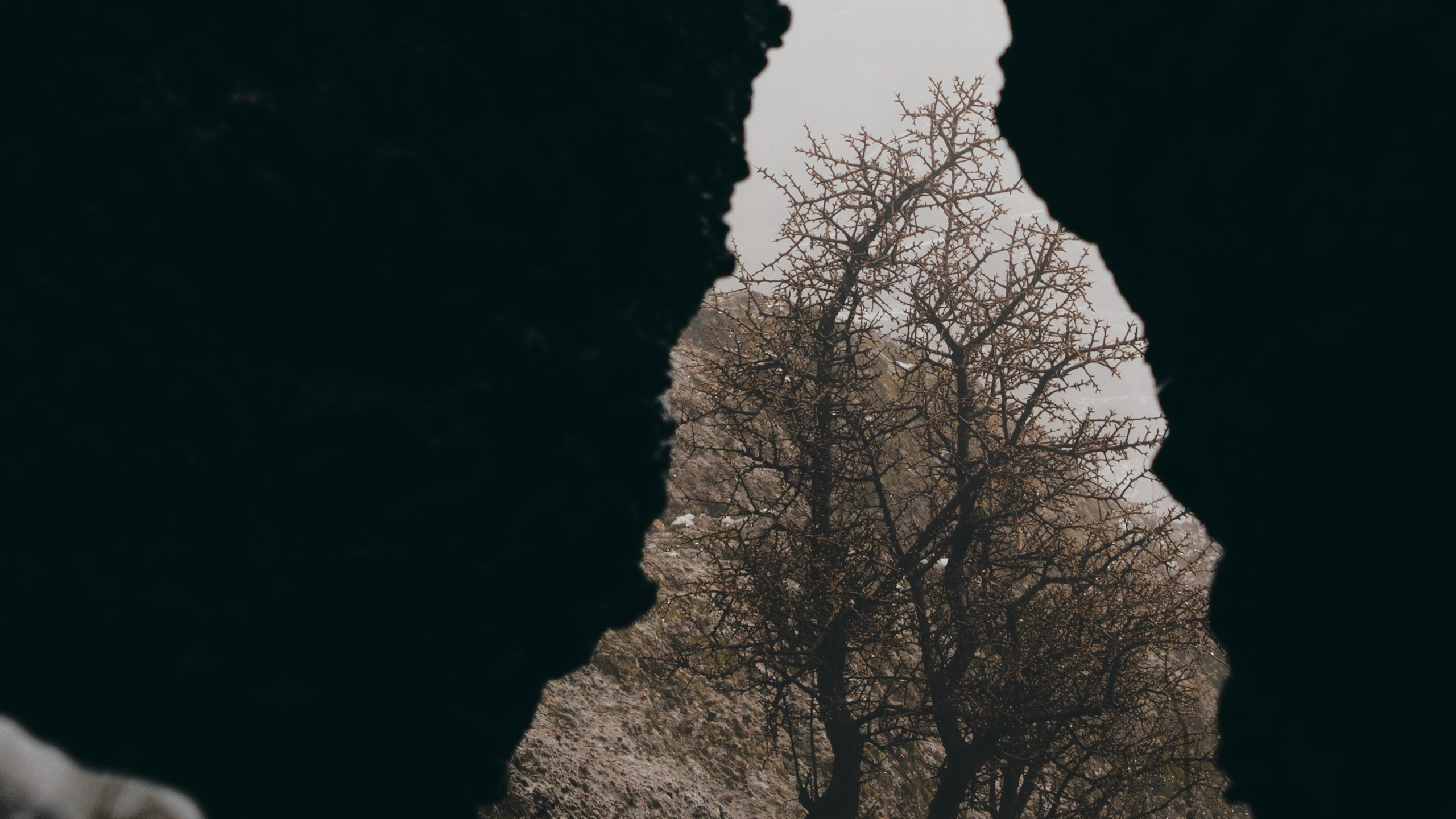 Обои рок, черный, ветвь, М-дерево, облако в разрешении 2560x1440