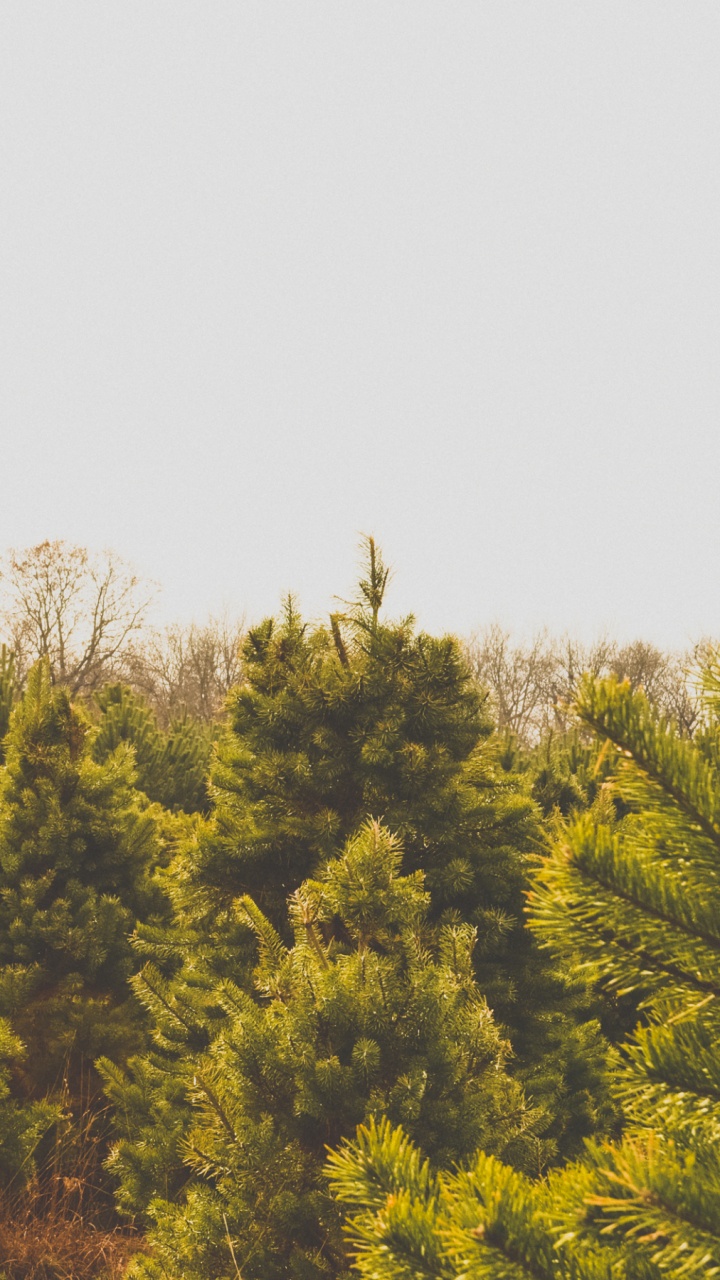 Обои дерево, сосна, растительность, желтый, биом в разрешении 720x1280