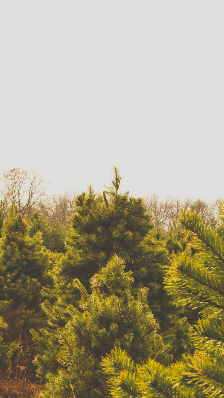 Обои дерево, сосна, растительность, желтый, биом в разрешении 750x1334