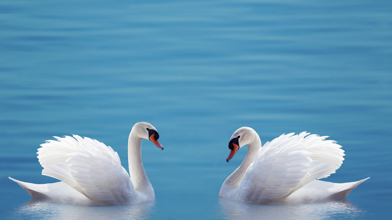 Обои ZTE, ZTE Axon M, Лебедь, смартфон, телефон в разрешении 1366x768