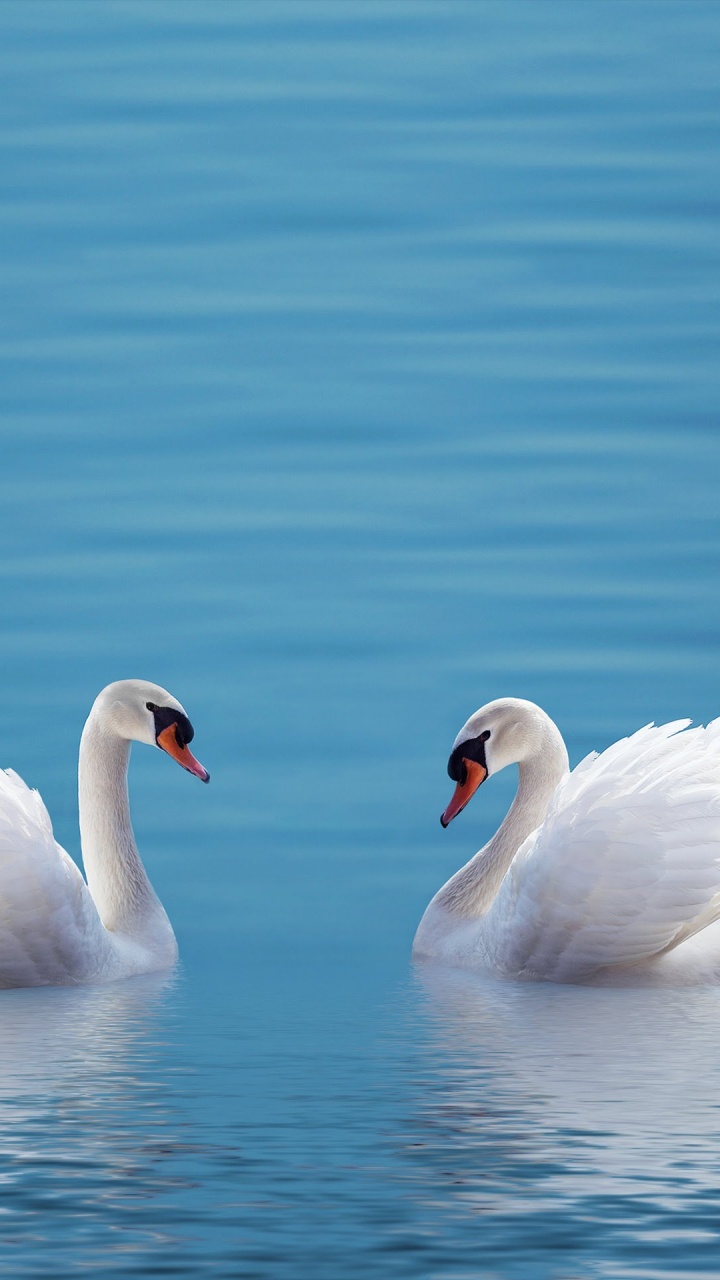 Обои ZTE, ZTE Axon M, Лебедь, смартфон, телефон в разрешении 720x1280