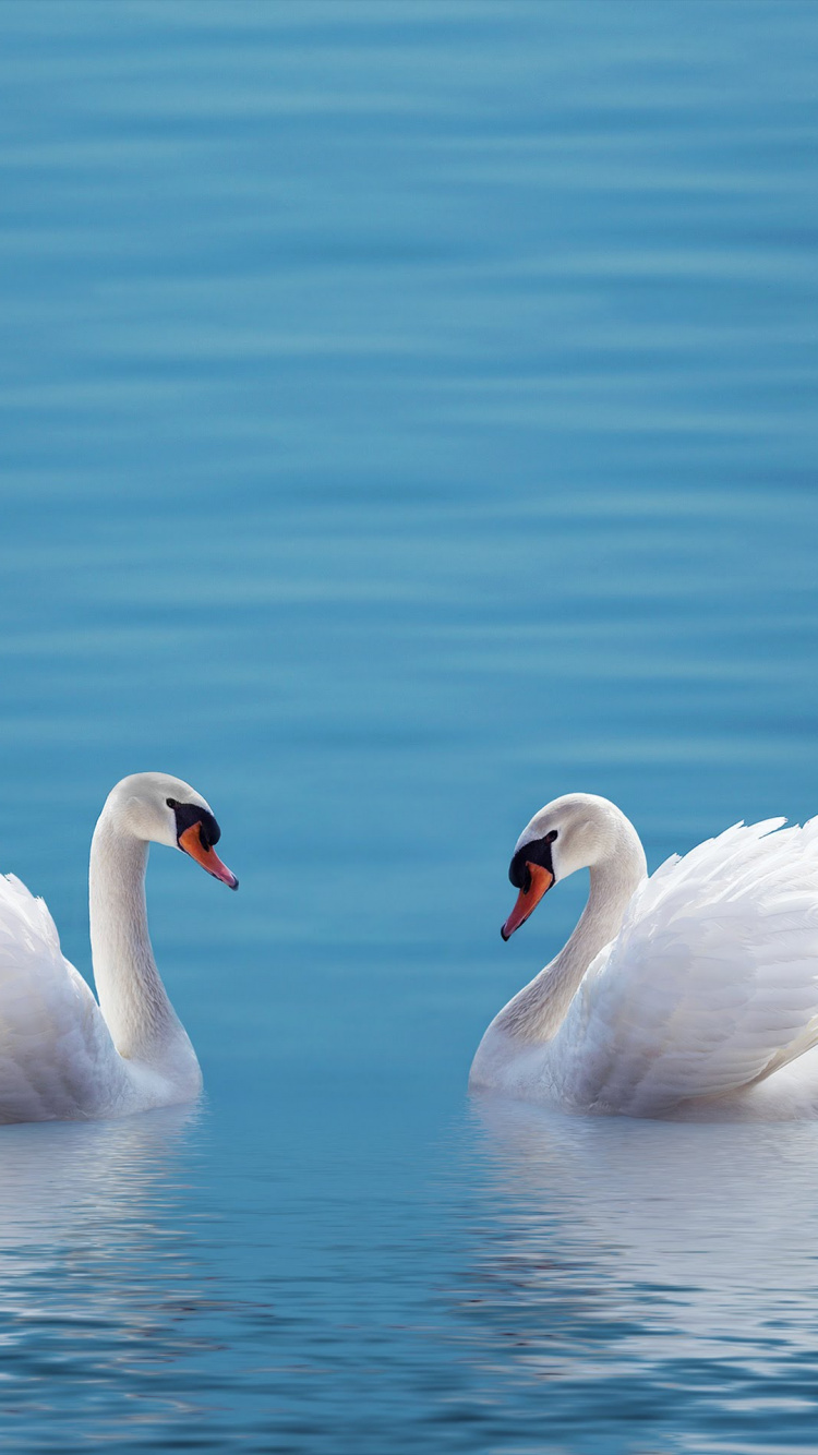 Обои ZTE, ZTE Axon M, Лебедь, смартфон, телефон в разрешении 750x1334