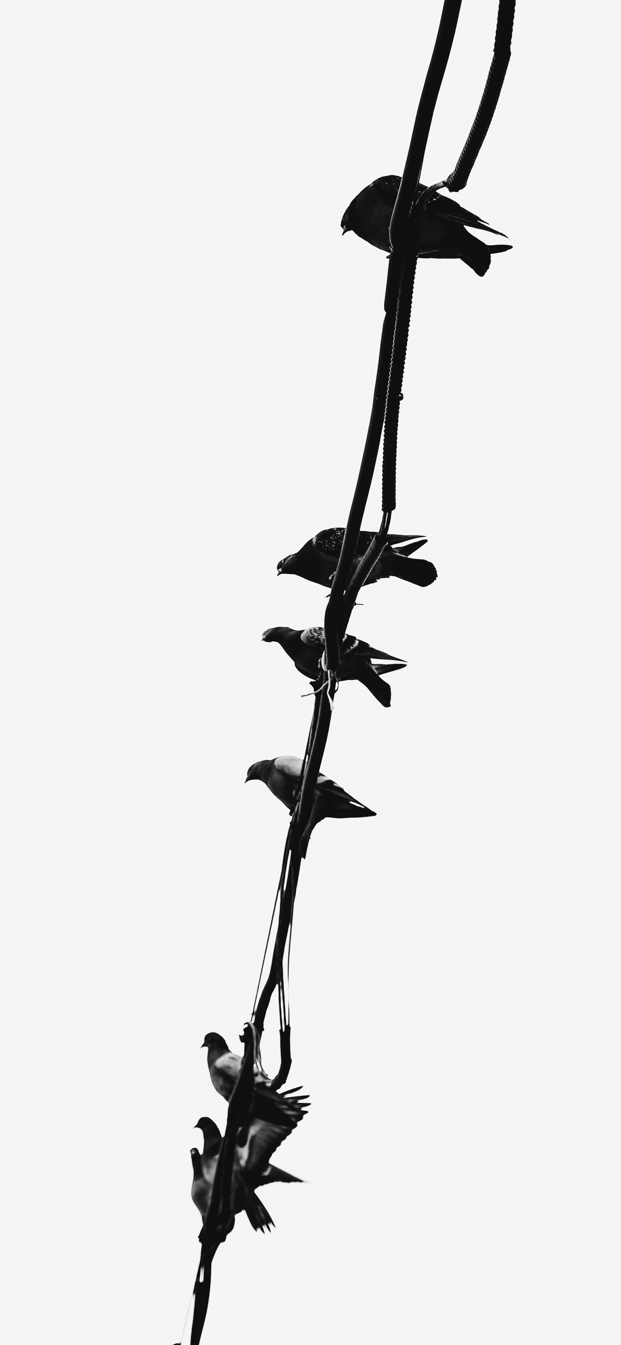 Обои стебель растения, растение, цветок, прут, полевой цветок в разрешении 1242x2688