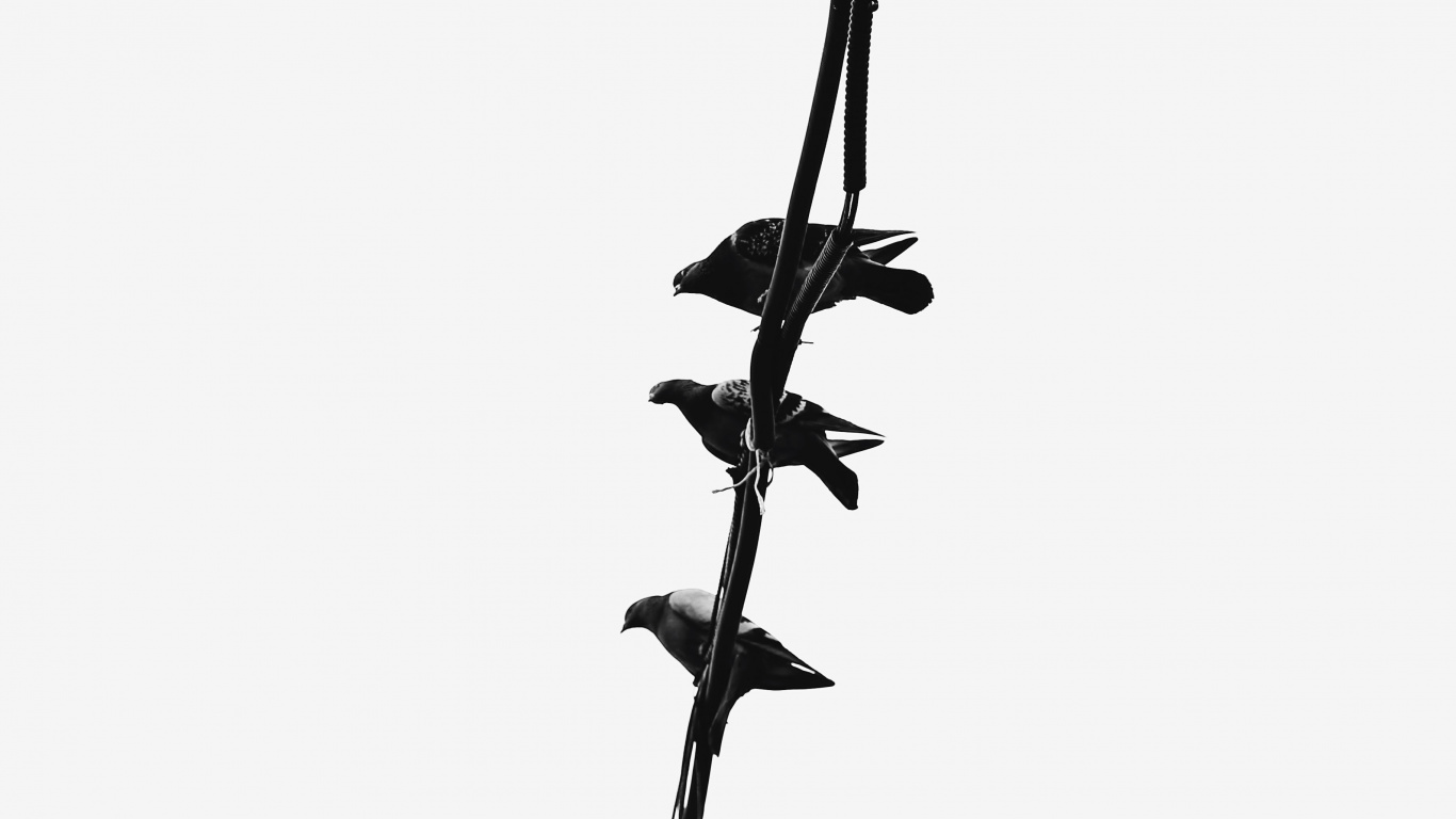 Обои стебель растения, растение, цветок, прут, полевой цветок в разрешении 1366x768