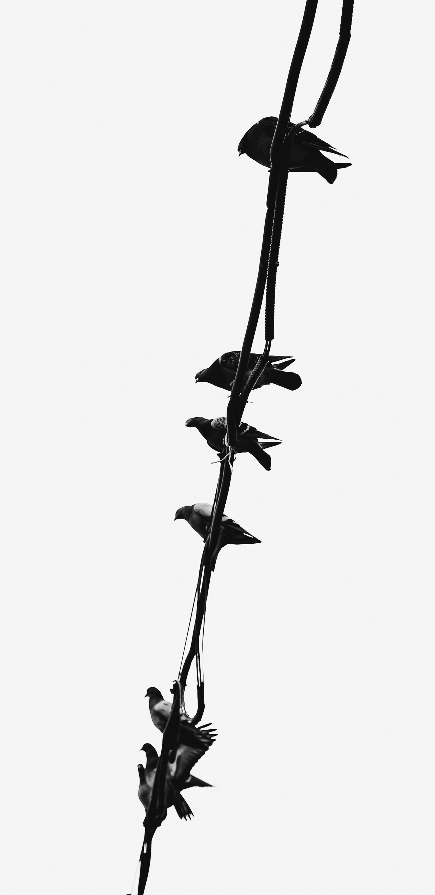 Обои стебель растения, растение, цветок, прут, полевой цветок в разрешении 1440x2960