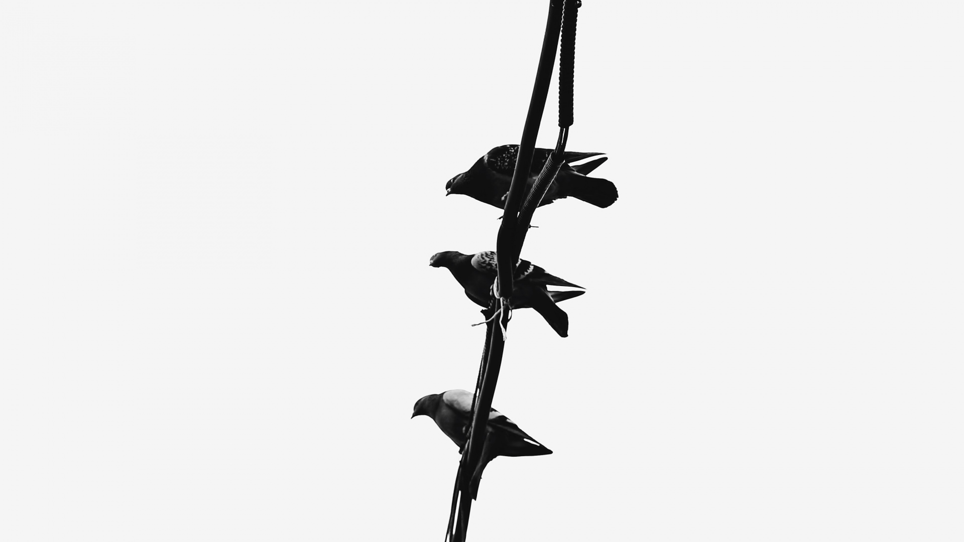 Обои стебель растения, растение, цветок, прут, полевой цветок в разрешении 1920x1080