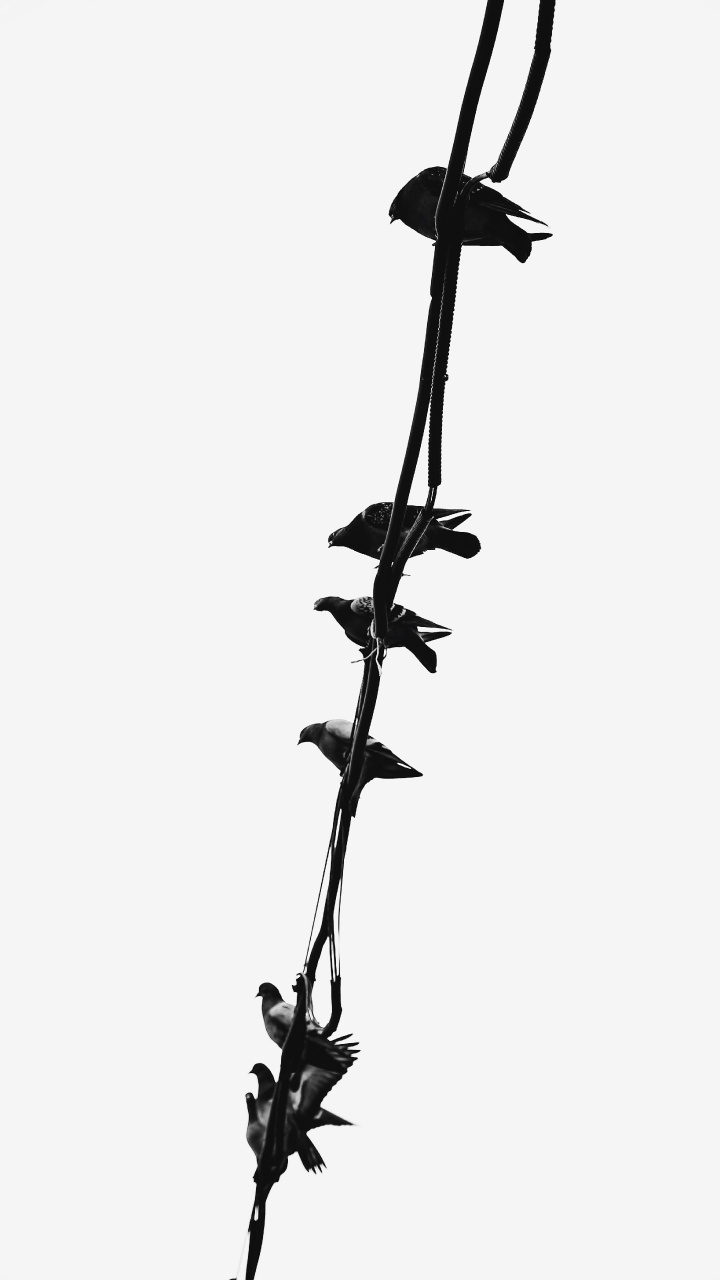 Обои стебель растения, растение, цветок, прут, полевой цветок в разрешении 720x1280