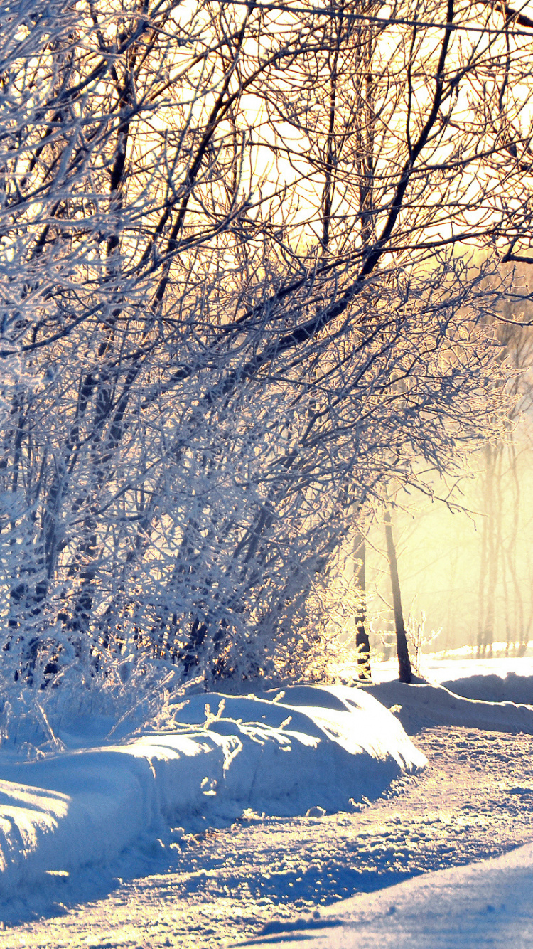 Обои зима, снег, дерево, природа, ветвь в разрешении 750x1334