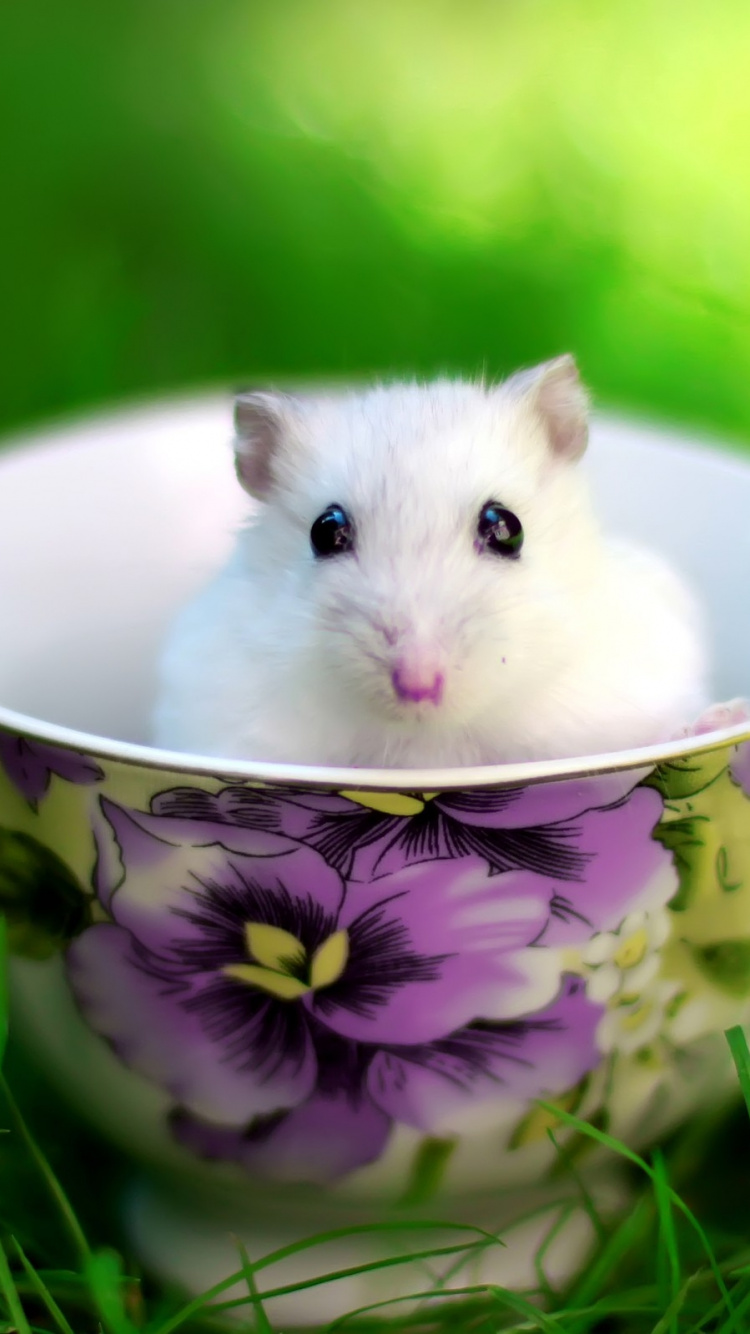 Обои хомячок, Крыса, мышь, muroidea, грызун в разрешении 750x1334