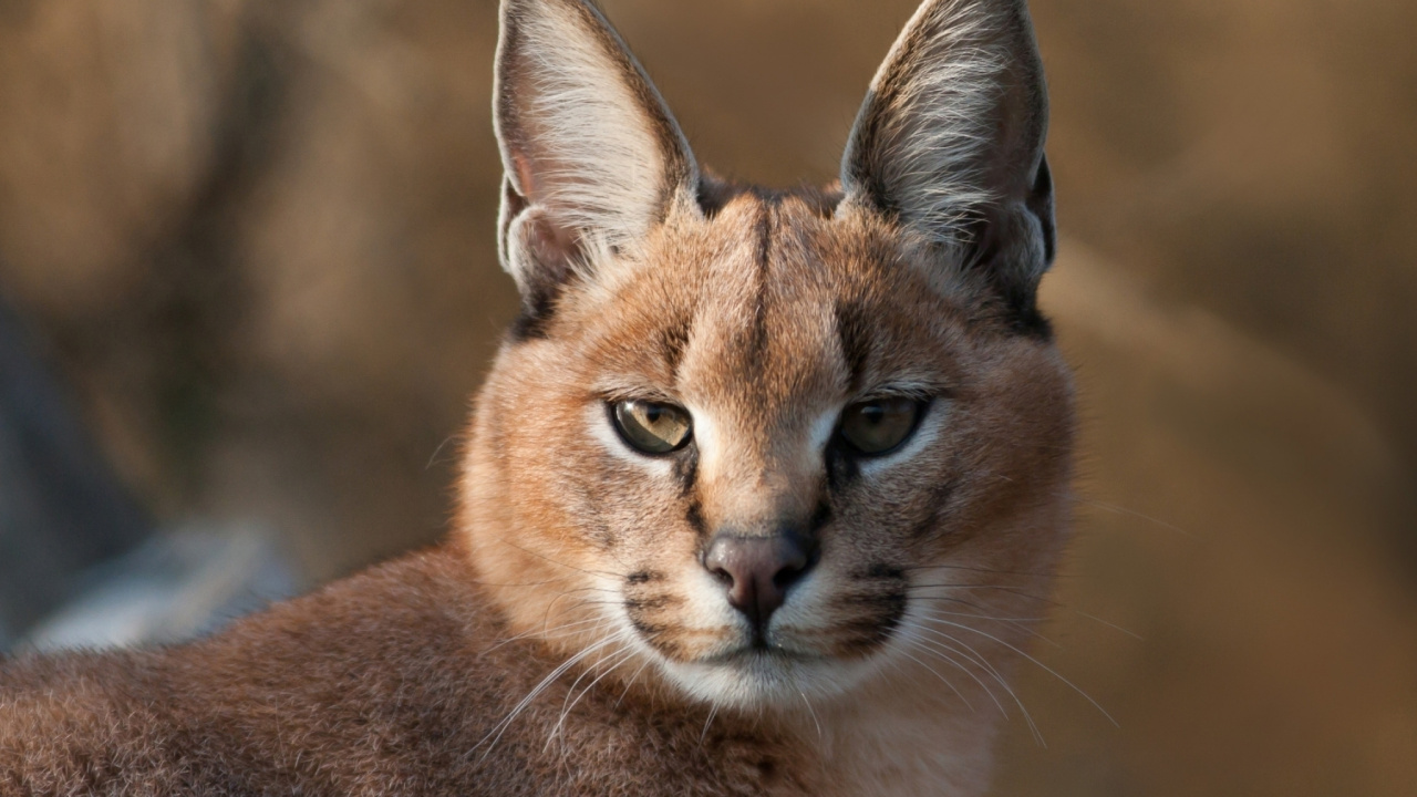 Обои Каракал, котенок, большая кошка, живая природа, наземные животные в разрешении 1280x720