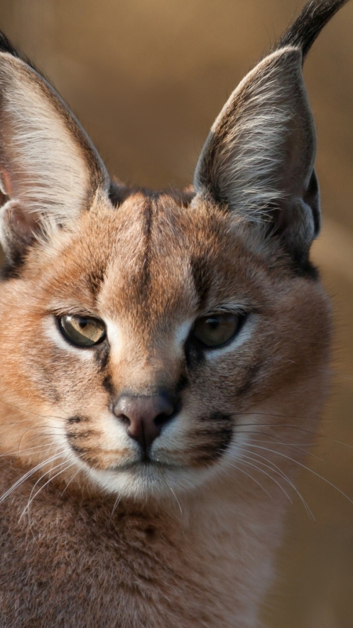 Обои Каракал, котенок, большая кошка, живая природа, наземные животные в разрешении 720x1280