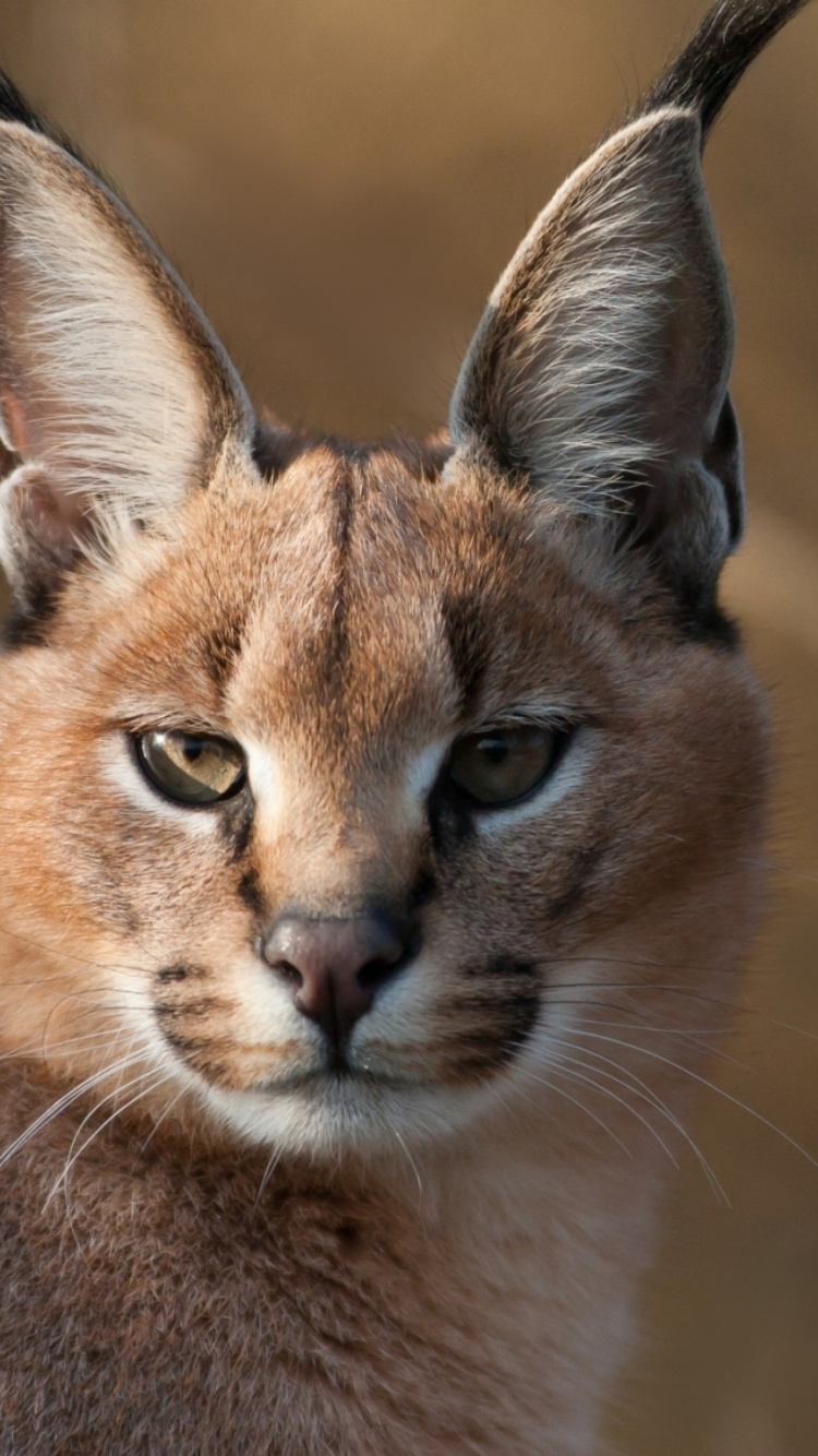 Обои Каракал, котенок, большая кошка, живая природа, наземные животные в разрешении 750x1334