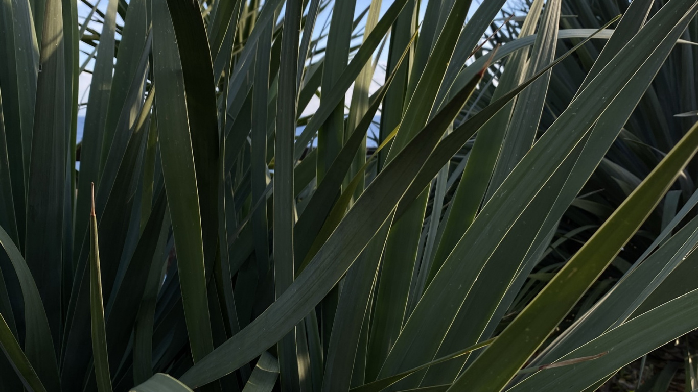 Обои растительность, лист, стебель растения, пальма сереноа, растительное сообщество в разрешении 1366x768